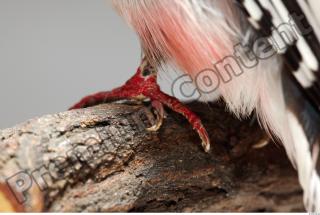 Cuban Trogon-Priotelus temnurus 0047